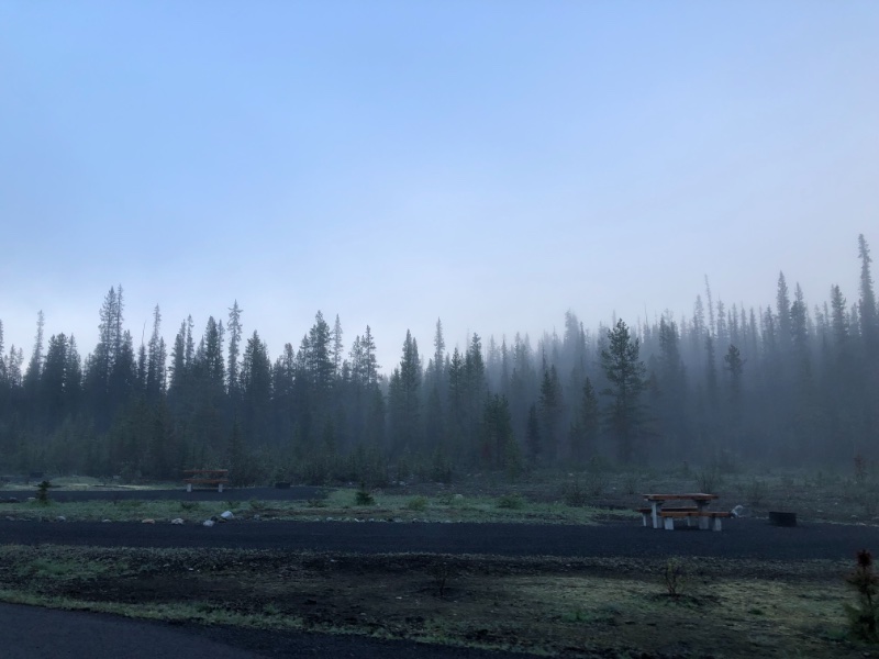 Nebel in den Bäumen